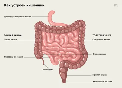 Образования в заднем проходе в Красноярске — цены на лечение, причины,  симптомы и диагностика – Medical On Group