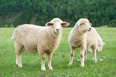 Овца фото