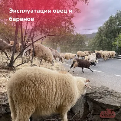 Файл:Камерунская овца Гродно.JPG — Википедия