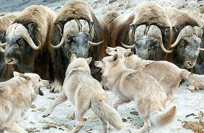 Овцебык (Ovibos moschatus) — Зоопарк «Лимпопо» г. Нижний Новгород –  Нижегородский зоопарк