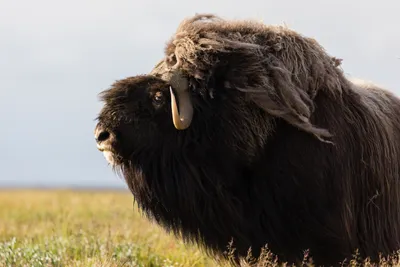 Овцебык (Ovibos moschatus) — Зоопарк «Лимпопо» г. Нижний Новгород –  Нижегородский зоопарк