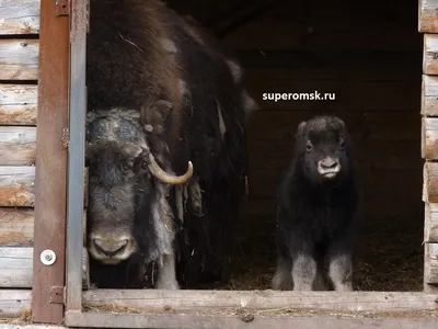 Овцебык в дикой природе