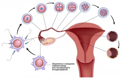 Kabrita Кыргызстан on Instagram: \"🤰🏼 Планирование беременности очень  популярная практика, которая начинается с отслеживания овуляции. Овуляция –  одна из фаз менструального цикла, когда яйцеклетка «вылупляется» из яичника  и отправляется навстречу ...