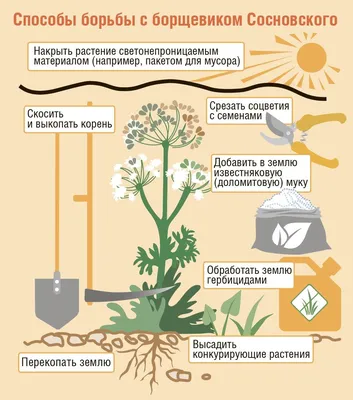 Берегись борщевика - Статьи, аналитика, репортажи - Новости - Калужский  перекресток Калуга