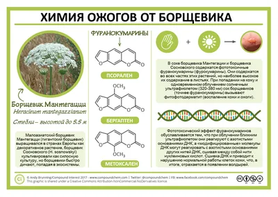 В Украине преждевременно начался сезон цветения ядовитого борщевика - | РБК  Украина