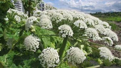 Чем опасен борщевик