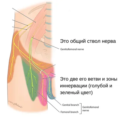 Нейропатия бедренно-полового нерва