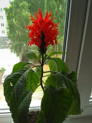 Пахистахис красный (Pachystachys coccinea)