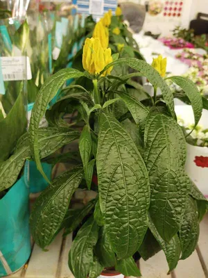 цветочный пахистахис лита стоковое фото. изображение насчитывающей вид -  266292526