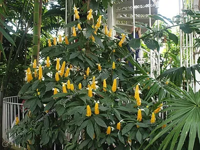 Пахистахис желтый (Pachystachys lutea) Семейство: Акантовые (Acanthaceae)  🌿Род Pachystachys насчитывает 12 видов вечнозеленых… | Instagram