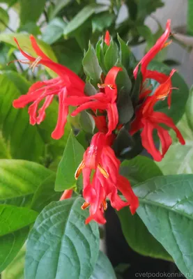 Пахистахис красный (Pachystachys coccinea)