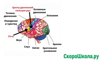 Артикуляционно-пальчиковая гимнастика. Комплекс упражнений, , Айрис-пресс  купить книгу 978-5-8112-6058-4 – Лавка Бабуин, Киев, Украина