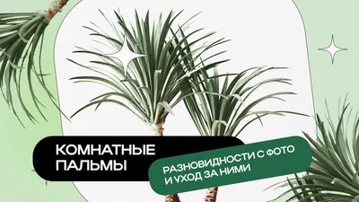 картинки : дерево, небо, Пальма, дневное время, Arecales, финиковая пальма,  Elaeis, Desert Palm, Древесное растение, Attalea speciosa, тропики, кокос,  Roystonea, Наземное растение, облако, Borassus flabellifer, фрукты,  цветущее растение, Пища 3024x4032 - -