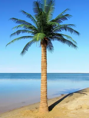 В Сочи могут погибнуть все пальмы, ставшие одним символов курорта -  Российская газета