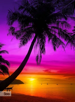 Яркий цвет летней пальмы кокосовой пальмы силуэт фон Обои Изображение для  бесплатной загрузки - Pngtree