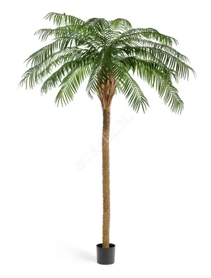 Красивые пальмы на тропическом пляже Стоковое Изображение - изображение  насчитывающей остров, сценарно: 103474453
