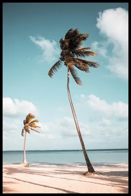 В Майами сократят количество знаменитых пальм - Российская газета