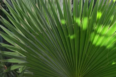 Растут ли в Анапе пальмы? | Весточка с юга☀ | Дзен