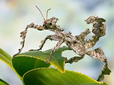 Австралийский палочник | zoo-ekzo.com- Экзотические животные