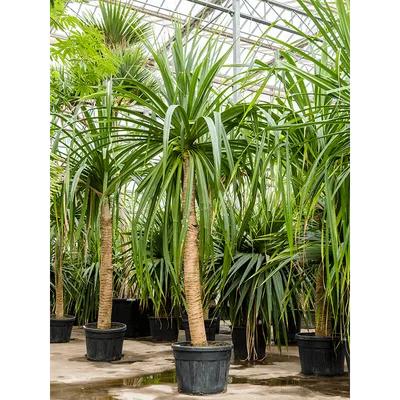 Панданус (Pandanus)