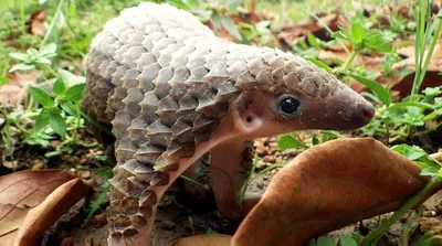 Schützt das Pangolin! - Eine Petition von \"Rettet den Regenwald\" - Rettet  den Regenwald e.V.