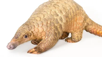 The pangolin is the weirdest animal on Earth | Sierra Club