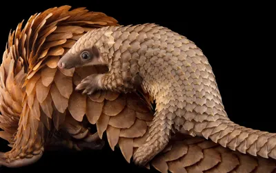 A pangolin is born. The first one in Europe