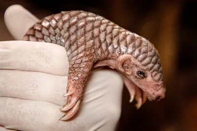 Pangolin conservation | ZSL