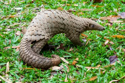 About Pangolins - Save Pangolins