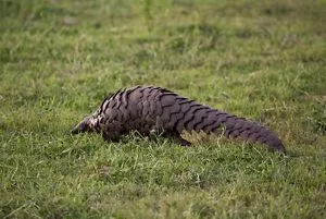 Chinese Officials Seize 3.1 Tons of Pangolin Scales | Smart News|  Smithsonian Magazine