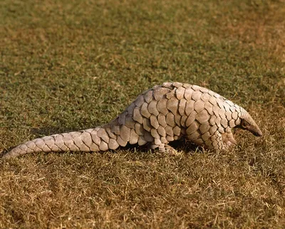 Pangopups: All About Baby Pangolins - Pangolin Crisis Fund