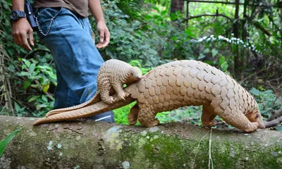 Product labels may be failing to protect pangolins in China