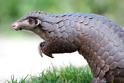 Das meist gewilderte Tier der Welt: Deshalb ist der Pangolin so besonders