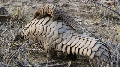 First pangolin born in Europe 'doing well' after zookeepers fed her cat  milk | Euronews