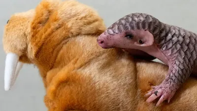 World Pangolin Day 2023 | Red Panda Network