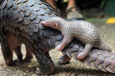 White-bellied Pangolin