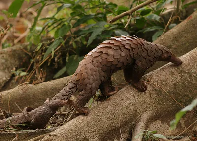 Breakthrough reveals poaching hotspots, trade routes of most trafficked  endangered mammal | UCLA