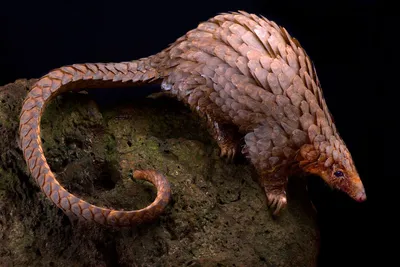 12 photos show the adorable pangolin in all its glory