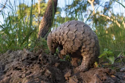 Pangolin Animal Toy | CollectA | Bigjigs Toys