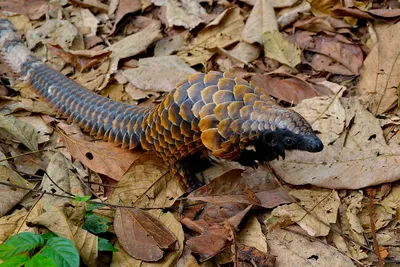 The Plight of the Pangolin - EcoHealth Alliance