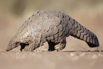 Pangolin Research - The AfriCat Foundation