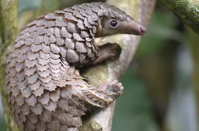 The Chinese pangolin is waiting for you at Zoo Leipzig!