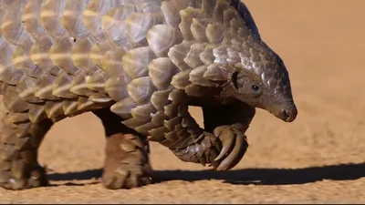 About Pangolins - Save Pangolins