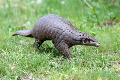 Pangolin Genetic Map Reveals Poaching Hotspots | Technology Networks