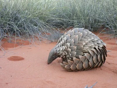 File:Tree Pangolin.JPG - Wikipedia