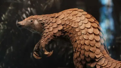 What Is A Pangolin and Why Are They Trafficked? | World Animal Protection