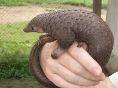 Pangolin Released Into Wild Under China's New Protections | Courthouse News  Service