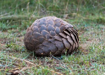 World Wildlife Day | The Pangolin Man