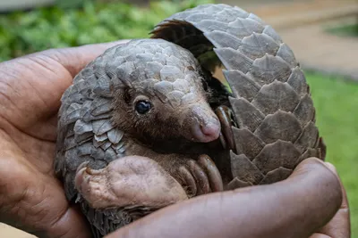 Museum collections show how pangolin populations have shrunk | Natural  History Museum