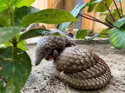 Pangolin-poaching hot spots revealed by DNA tests | Science | AAAS